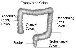 normal function: Colon