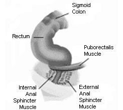 normal function: rectum